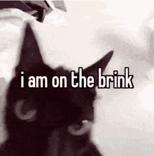 Cat I Am On The Brink GIF - Cat I Am On The Brink Meme GIFs
