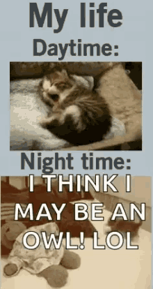 Cats Funny GIF - Cats Funny Me Day Vs Niht GIFs