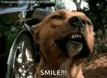 Smile Funny Animals GIF - Smile Funny Animals Doggo GIFs