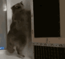 Raccoon Let Me In GIF - Raccoon Let Me In Trash Panda GIFs