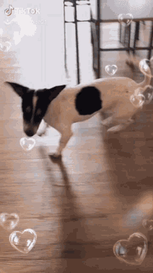 a black and white dog is surrounded by heart shaped bubbles ..