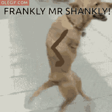 Frankly Mr GIF - Frankly Mr Shankly GIFs