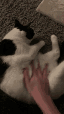a black and white cat is being petted by a person 's hand