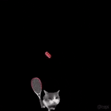 Cat Cat Brick GIF - Cat Cat Brick Tennis GIFs