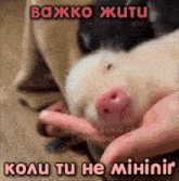 a pig is being held in someone 's hands with a caption in russian