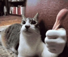a gray and white cat is laying on a couch and looking at the camera while a person holds its paw up .