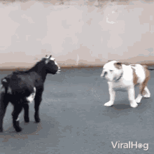 Hey There Smelling GIF