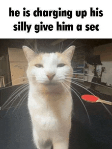 Silly Cat Meme GIF