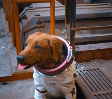 Cosmo Thinking GIF - Cosmo Thinking Look Up GIFs