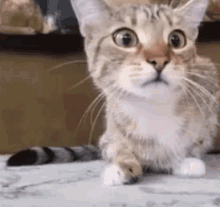 What Meow GIF - What Meow Curious GIFs