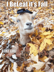Goat Images Fall GIF - Goat Images Fall Autumn GIFs