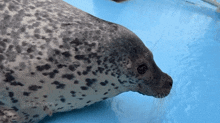 a seal is laying on top of a blue surface .