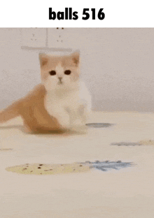 a brown and white kitten is running on a bed with the words balls 516 above it .