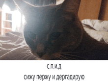 a cat laying on a bed with a caption in a foreign language