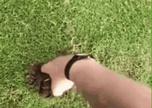 GIF