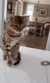 Cat What Is It GIF - Cat What Is It Jumpscare GIFs