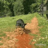 Playing With Water Viralhog GIF - Playing With Water Viralhog Digging A Water Through GIFs