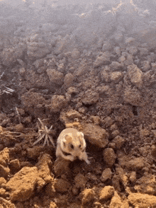 a small animal is standing in a pile of dirt and rocks
