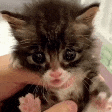 a person is holding a small kitten in their arms and petting it .