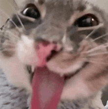 a close up of a cat with its tongue out .