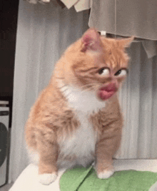 an orange and white cat is sitting on a towel with its mouth open .