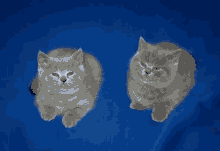 Cat Kitty GIF - Cat Kitty Just The Two Of Us GIFs