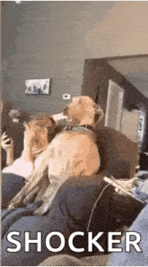 a dog is sitting on a couch next to a woman looking at a cell phone .
