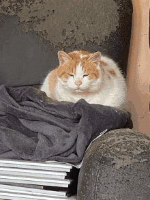 Grasu Cat GIF - Grasu Cat Oscar GIFs