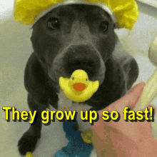 They Grow Up So Fast Funny Animals GIF