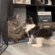 Sunakook Cat GIF - Sunakook Cat Fight GIFs