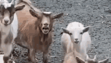goat hangry