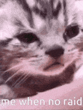 a close up of a cat with the words " me when no raid " on the bottom