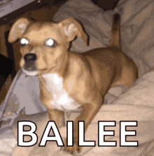 Bad Dog Pound Puppy GIF - Bad Dog Pound Puppy Holly Jail GIFs