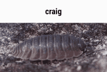 Isopod Porcellio Scaber GIF - Isopod Porcellio Scaber Craig GIFs