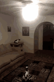 Energy GIF - Energy Lights Cats GIFs