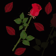 τριανταφυλλο Roses GIF