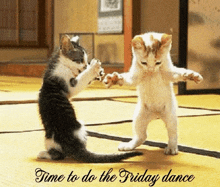 Time To Do Friday Dance Cat GIF