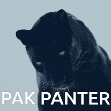Pak Panter Puma GIF - Pak Panter Puma Hayvan GIFs