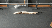 Sleeping Cat Passed Out GIF