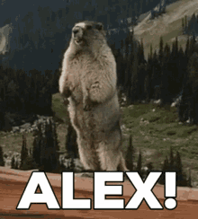 Alex Marmot GIF - Alex Marmot Screaming GIFs