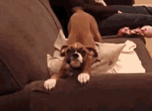 Dogs Stretching GIF - Dogs Stretching GIFs