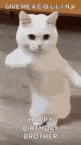 a white cat is standing on its hind legs and dancing .