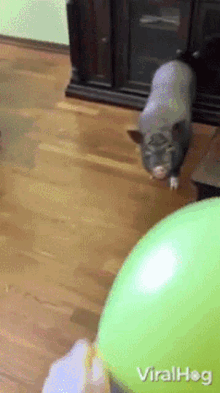 Pig Tries To Bite Balloon Viralhog GIF - Pig Tries To Bite Balloon Viralhog Pig Catching Balloon GIFs