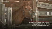 Horse Caged GIF - Horse Caged Barn GIFs