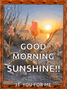 Goodmorning Sunrise GIF - Goodmorning Sunrise Flower GIFs