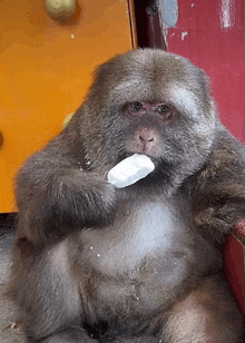 a monkey is eating a piece of ice cream in front of an orange door