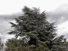 Wind In The Treetops GIF - Weather Wind GIFs