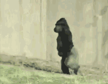 funny animals walking gorilla ape