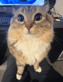 Cat GIF