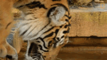 Growling Tiger Keeping A Sumatran Tiger Healthy GIF
